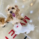 마이펫아카데미 이미지