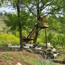 청정목장2 이미지