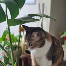 농협하나로마트건너편 - 우 | 봄맞이 반려식물 쇼핑_한국화훼농협 케이플라워 대화점, 꽃놀이하기 딱 좋은 플랜테리어 꽃시장