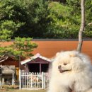 골든쌔들주유소(용문휴게소) | 양평 반려견 동반 캠핑장｜노천탕까지 있는 골든쌔들캠핑장 4번 사이트 찐후기