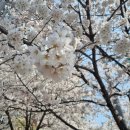 강변도로 | [여의도] 벚꽃 코스 추천 : 샛강생태공원, 윤중로벚꽃길, 강변서재 카페 후기