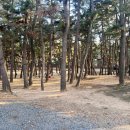 솔밭사이로 | 충남 태안 만리포솔밭캠핑장 후기｜노지 느낌 가성비 캠핑장