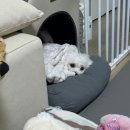 우리강아지 | 청주 율량동 댕글에서 우리 강아지 배냇미용 내돈내산후기