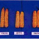 귀농영농 재배기술▒▒▒잡곡-옥수수-사일리지.종실겸용 이미지