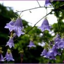 산야초 Daum카페
