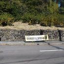 미정농장 | 체험 중 하나가 바로 감귤따기 체험이죠 이번에 하례감귤체험농장에서 다녀온 감귤체험 후기 남겨봅니다