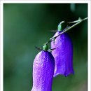 금강초롱 이미지