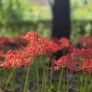 별이머무는곳 이미지