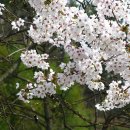 벌교원동 이미지