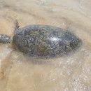 거북사 - 전주시 완산구 화산천변로 29 | 거북사