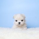 퍼피당강아지 안산본점 | 설레는 시작, 안산 강아지 분양 리얼 후기