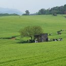 망종(芒種), 주린배 잡고, 보리 구워먹던 보릿고개 시절 이미지