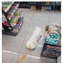 B&B(바비브라운 비숑프리제) | 365일운영 안전한 공간 울산애견유치원 바비브라운 비숑프리제 후기