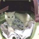 3월 8일 서울시 강동구에서 발견된 여아 고양이의 가족이 되어주실 분을 찾습니다 이미지