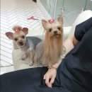 멍뭉이애견샵 이미지