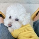 멍문사립유치원 리틀멈머 이미지