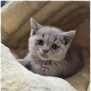 애견용품 창고형 할인매장 이미지