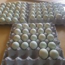 계두농장 이미지