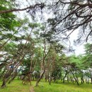 장풍숲위 이미지