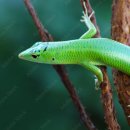 초록도마뱀 이미지