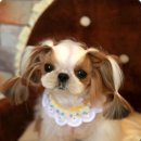 방울이네 펫살롱 이미지