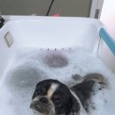 다정하개 이미지