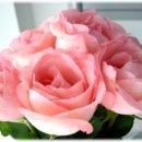 축복공인중개사사무소 이미지