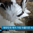 팬테일