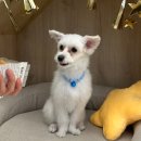 최애멍 | 멍그리냥 부천 애견미용 원데이클래스 소사동 최애 반려동물 미용실