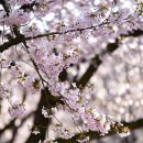 추억향기 이미지