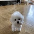 나리펫살롱 | 구로 - 나리펫살롱 / 비숑미용 가위컷전문