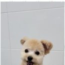 멍멍살롱 - 성남시 중원구 산성대로552번길 13 | 멍멍살롱