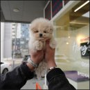 대구강아지분양 퍼피얌 이미지