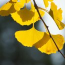 은행나무숲 입구 이미지