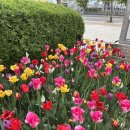 평촌중앙공원 입구 | 안양 튤립 명소 :: 평촌중앙공원 튤립 실시간 개화상황 수선화 철쭉 봄나들이 무료주차