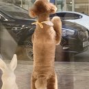 펫뷰티샵 페이보릿 이미지