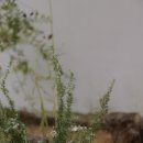 정원출장 | 광주 조경전문 - 스테이 무카 장성 출장 실외 조경 / 소형 정원 조경/ 마당 조경 / 펜션 조경