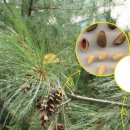 청하가든 이미지