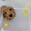 순수하개 이미지