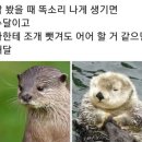 수달과해달 구분하기 이미지