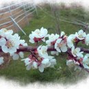 사슴이랑 배랑 농원 이미지