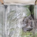 고그린 | 농라 고그린 유럽샐러드 1kg 솔직후기