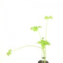 보타니컬아트(식물세밀화) 이미지