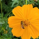 당현천 벚꽃음악회 이미지