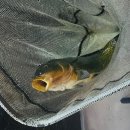 가자낚시 | 혜화 대학로 데이트 실내 놀거리 가자 실내낚시 카페 후기