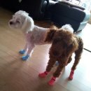 이쁜멍멍이 이미지