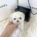 드림독 강아지분양 안심분양센터 잠실점 이미지