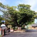 느티나무 이미지