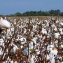 꽃피는날 이미지