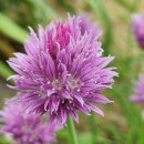 차이브(CHIVES)